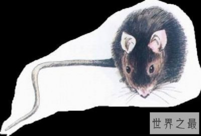 ​牙买加仓鼠已经灭绝，因人类大量捕捉而无法存活