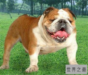 ​西班牙斗牛犬 斗牛犬的起源地更加受人喜爱