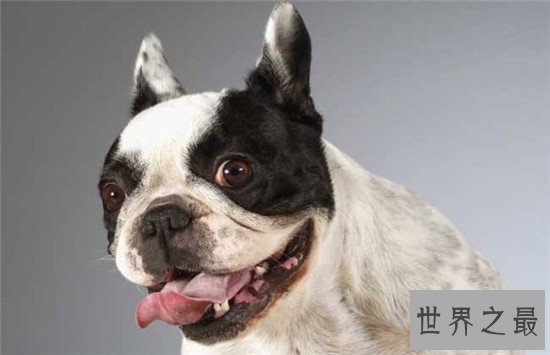 西班牙斗牛犬 斗牛犬的起源地更加受人喜爱