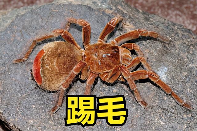 世界上最大一只蜘蛛(全球最大的蜘蛛排行榜)-图3