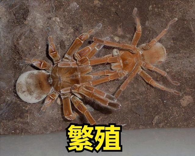 世界上最大一只蜘蛛(全球最大的蜘蛛排行榜)-图4