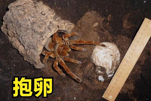 世界上最大一只蜘蛛(全球最大的蜘蛛排行榜)-图5
