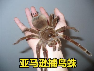 ​世界上最大一只蜘蛛(全球最大的蜘蛛排行榜)