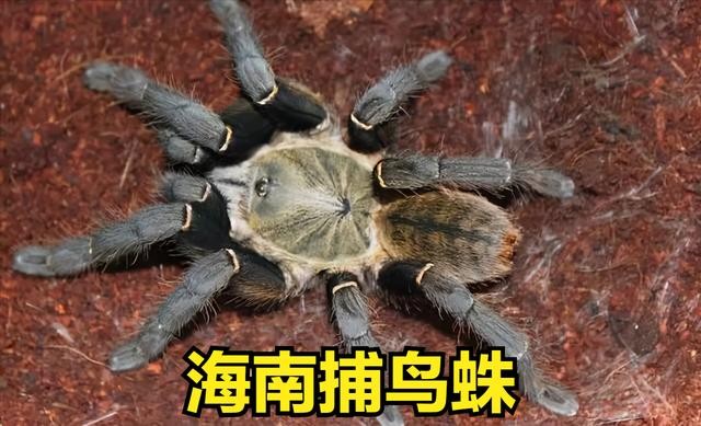 世界上最大一只蜘蛛(全球最大的蜘蛛排行榜)-图8