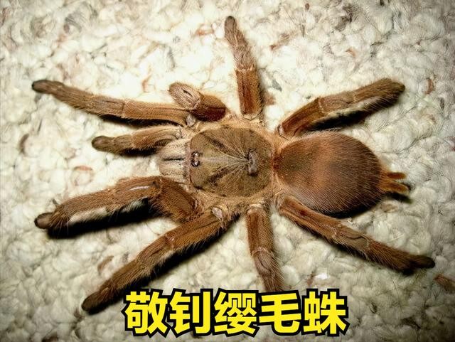 世界上最大一只蜘蛛(全球最大的蜘蛛排行榜)-图7