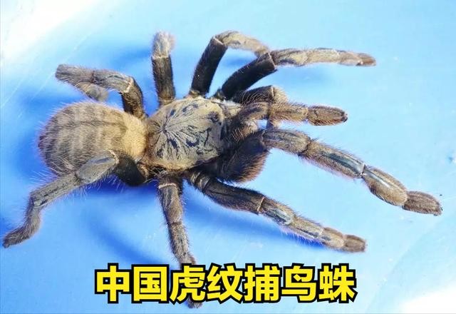 世界上最大一只蜘蛛(全球最大的蜘蛛排行榜)-图6