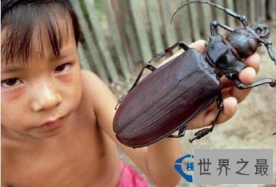​世界上最大的虫子是什么 南极巨虫吃掉海豹