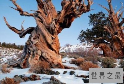 ​最古老的树，已经有9500年的历史！