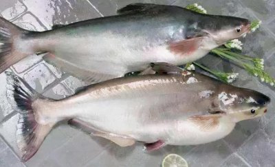​巴沙鱼是什么鱼（巴沙鱼是海鱼吗，有什么营养）