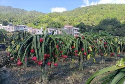 ​火龙果的产地在中国的哪里,火龙果中国产地在哪里