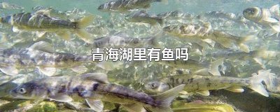 ​青海湖是有鱼吗 青海湖有没有鱼吃的