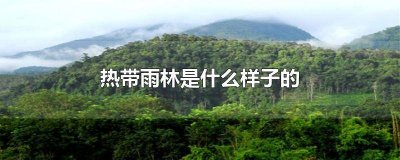 ​热带雨林是什么样子的环境 热带雨林是什么样子的里面有什么特产和动物?