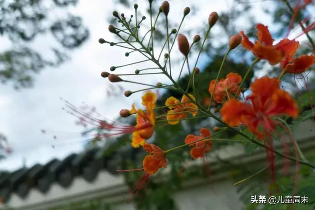 深圳最美山湖绿道（新开的淘金山绿道）(30)