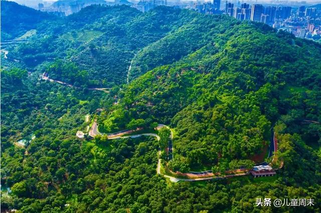 深圳最美山湖绿道（新开的淘金山绿道）(2)