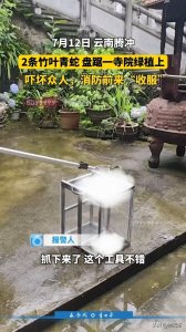 ​云南一古寺庭院惊现剧毒竹叶青蛇