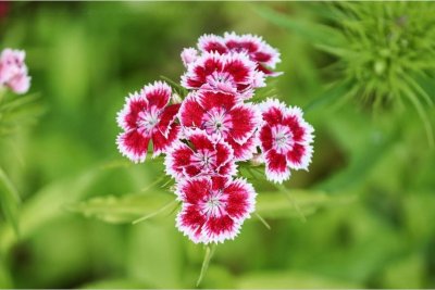 ​每日一花5.4：石竹：石竹花开照庭石