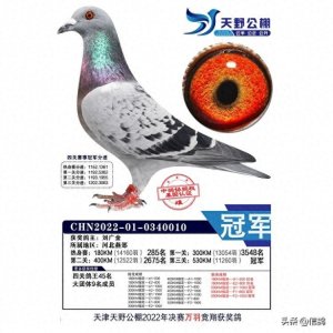 ​天津天野公棚拍卖会：亚军二十万，鸽王亚军拍出全场最高价！