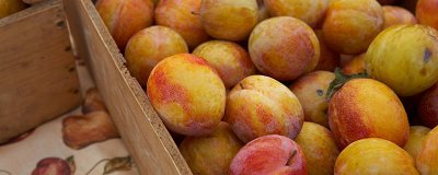 ​吃李子不能与什么同食 李子不能和什么同吃?