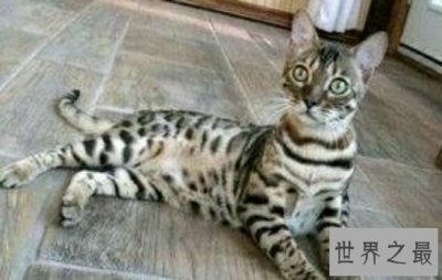 ​世界上最贵的猫排行榜，价格高到超乎你想象。