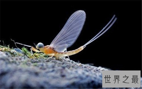 世界十大寿命最短的动物，他们的寿命短的可怜