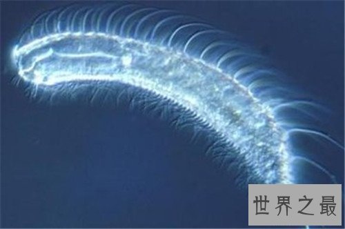 世界十大寿命最短的动物，他们的寿命短的可怜