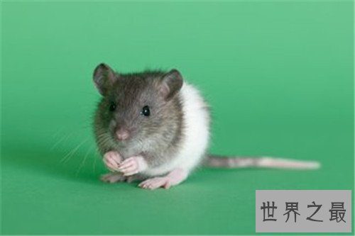 世界十大寿命最短的动物，他们的寿命短的可怜