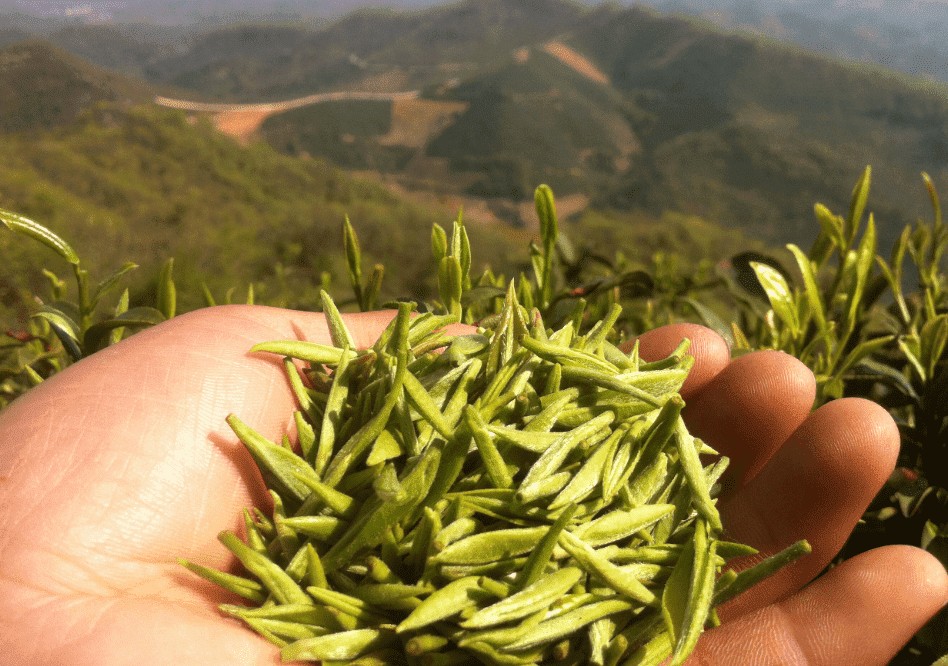 中国十大名茶最新排名（中国十大名茶排行榜最新排名）-图3
