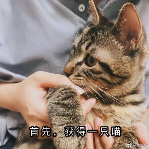 ​猫猫最近参与了一个金盾药业发起的“爱的MASSAGE”爱宠健康自测公益