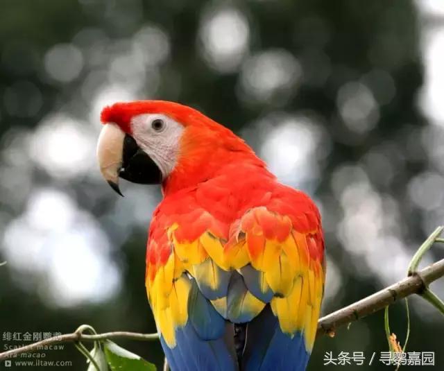 最美的鹦鹉——绯红金刚鹦鹉 被称为鹦鹉界的王者