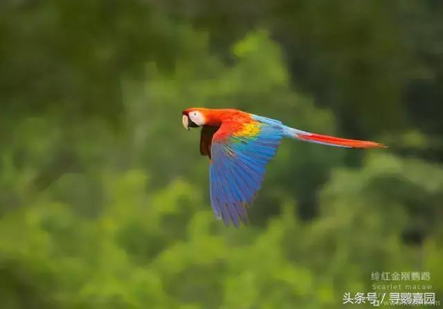 最美的鹦鹉——绯红金刚鹦鹉 被称为鹦鹉界的王者