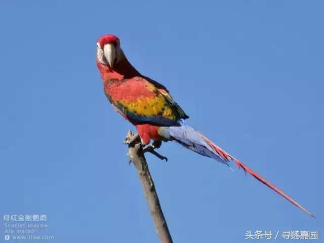 最美的鹦鹉——绯红金刚鹦鹉 被称为鹦鹉界的王者