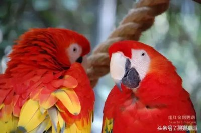 ​最美的鹦鹉——绯红金刚鹦鹉 被称为鹦鹉界的王者