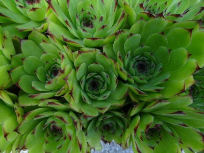 ​观音莲怎么浇水