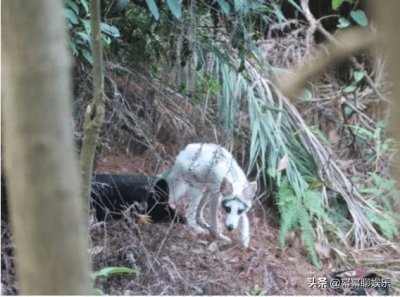 ​广西北海的冠头岭就发现熊猫狐狸