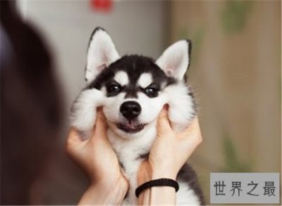 ​如何判断纯种哈士奇是不是真的是纯种的 纯种哈士奇多少钱才能买得到