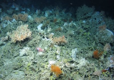 ​大西洋勘探发现至少12种深海新物种 包括海苔、软体动物和珊瑚