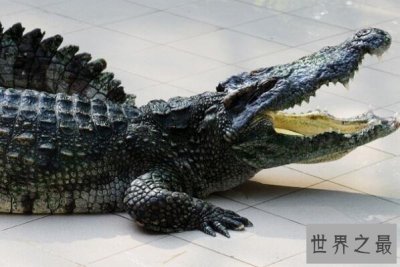 ​世界十大动物之王，大白鲨上榜，第二是平均体重最大的猫科动物
