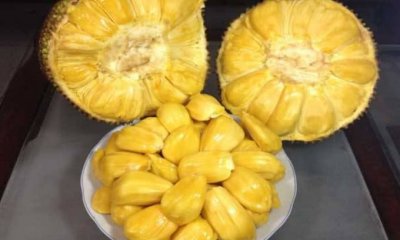 ​快速剥菠萝蜜的方法 原来菠萝蜜还可以这样剥