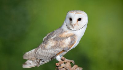 ​猫头鹰是哺乳动物吗