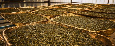 ​大雪山普洱茶的特点