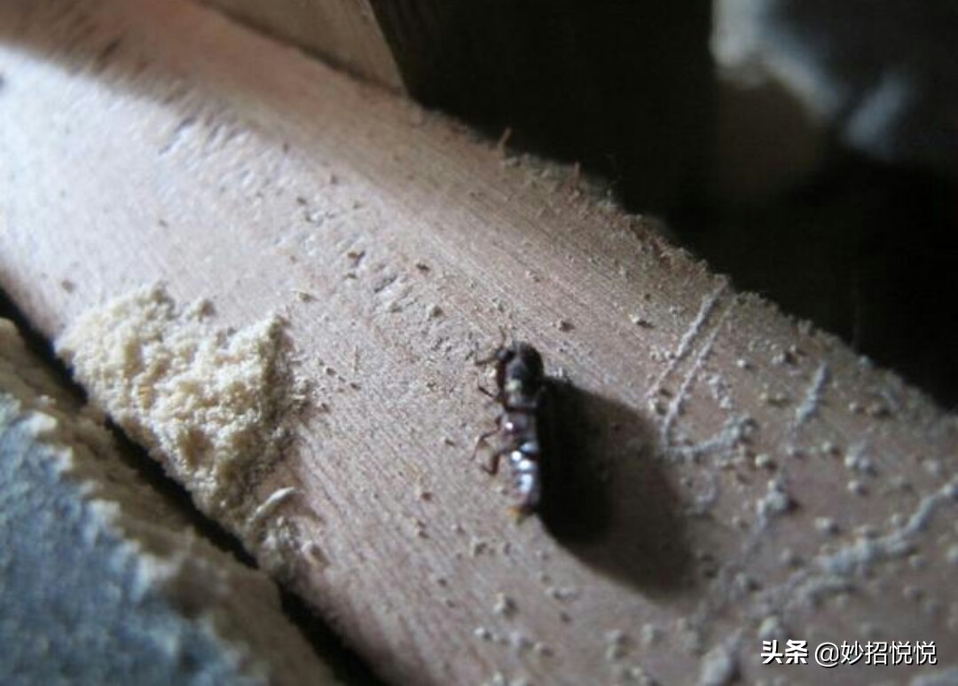 怎么消灭家具的蛀木虫(消灭蛀木虫的最好方法)