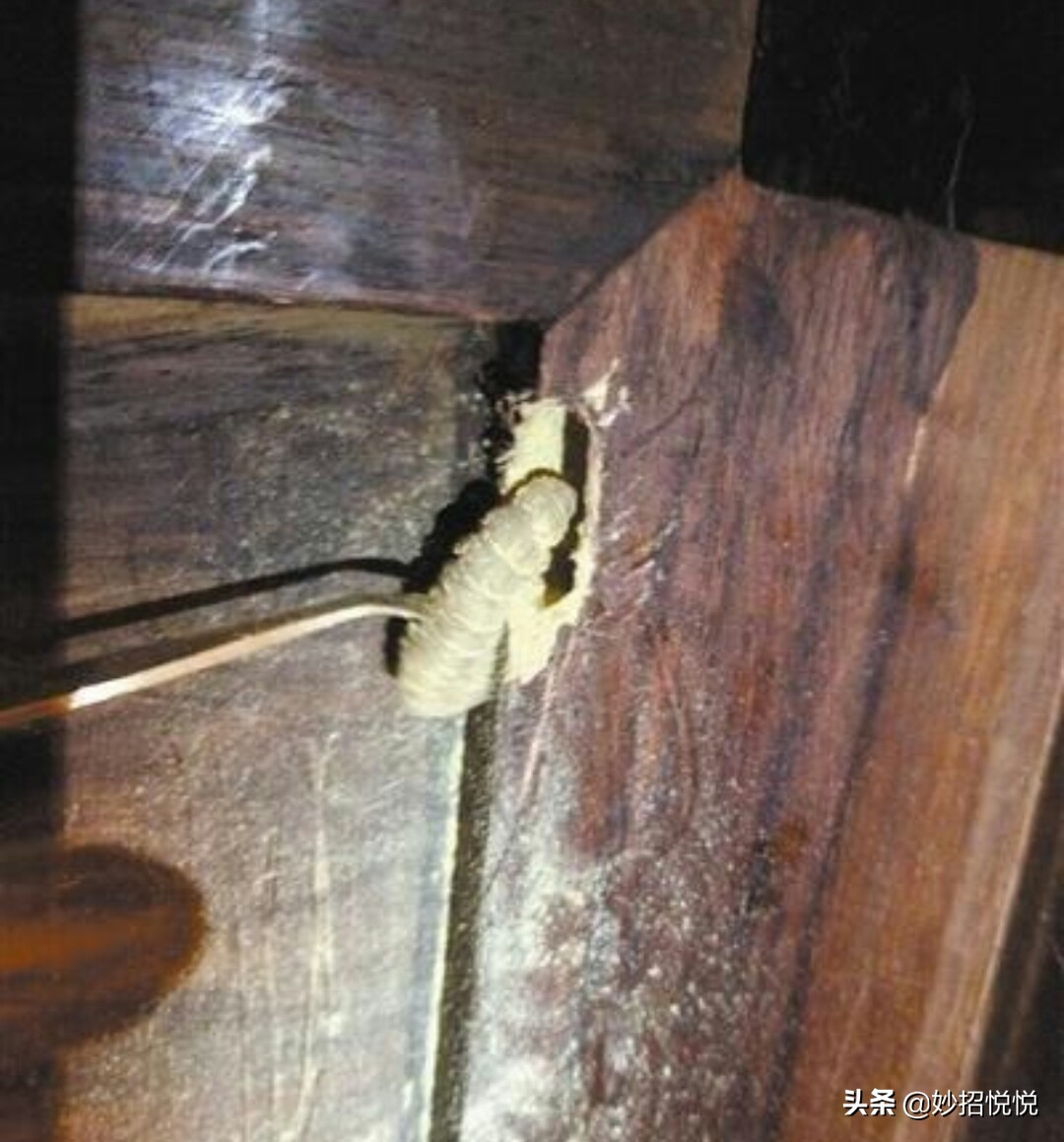 怎么消灭家具的蛀木虫(消灭蛀木虫的最好方法)