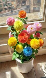 ​色彩斑斓乒乓菊盆景，太美了！