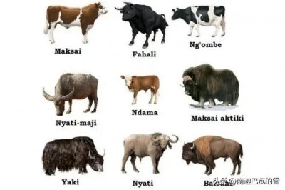 ​盘点牛科家族中有多少种野牛，您知道它们都分布在哪里么？