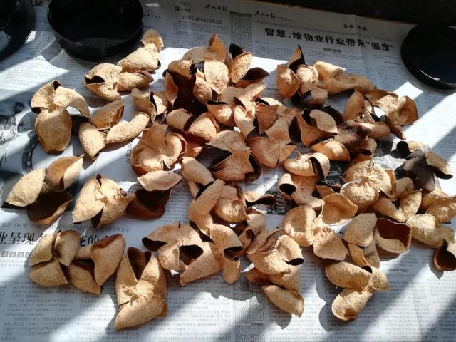 陈皮是怎么做出来的（手把手教你制作陈皮的方法）(5)