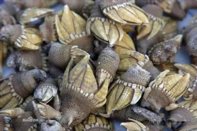 ​「收藏」史上最全海鲜大全，以后不怕叫不出名字了