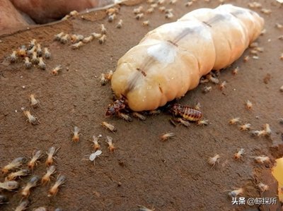 ​被称为“生育机器”的蚁后，一生产卵超2.5亿，最后却被后代吃掉