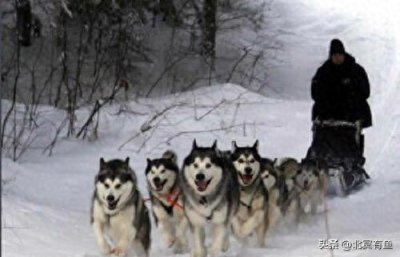 ​阿拉斯加雪橇犬：来自地球最北的宝藏萌宠
