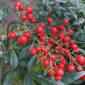 ​十首最佳红豆诗词，抛不尽红豆相思，道不尽新愁旧怨