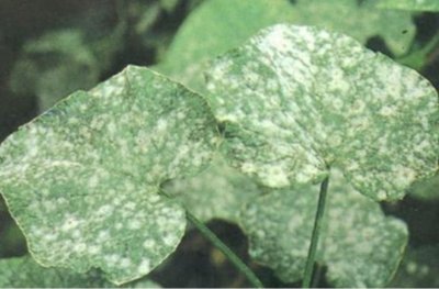 ​【一定要收藏！】史上最全植物病害盘点 认识一半算你牛！